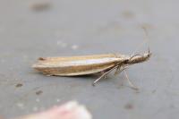 Pleurota aristella