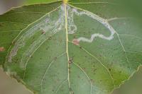 Phyllocnistis unipunctella