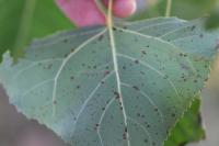 Phyllocnistis unipunctella