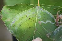 Phyllocnistis unipunctella