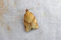 Clepsis consimilana