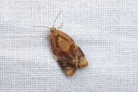 Ditula angustiorana