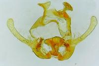 Endothenia gr. gentianaeana