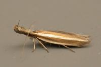 Pleurota aristella