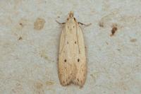 Nothris verbascella