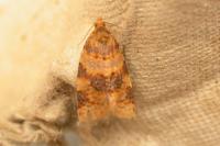 Epagoge grotiana