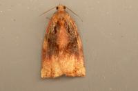 Archips podana