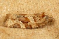 Argyrotaenia ljungiana