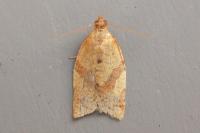 Clepsis consimilana