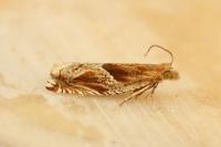Ancylis comptana