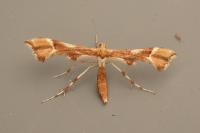 Cnaemidophorus rhododactylus