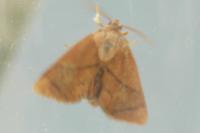 Apoda limacodes