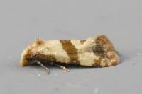 Phalonidia contractana