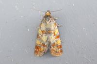 Aethes tesserana