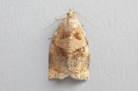Archips rosana