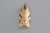 Argyrotaenia ljungiana