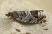 Ancylis achatana