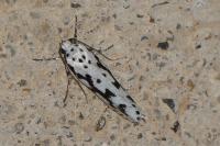 Ethmia pusiella/candidella