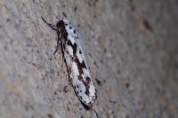 Ethmia pusiella/candidella