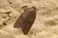 Acleris sparsana