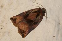 Archips podana