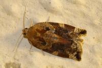 Archips xylosteana