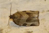 Choristoneura hebenstreitella