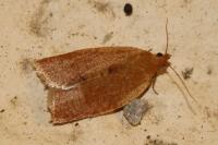 Clepsis consimilana