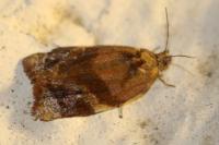 Ditula angustiorana