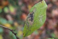 Stigmella plagicolella