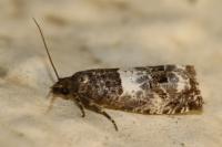 Notocelia trimaculana