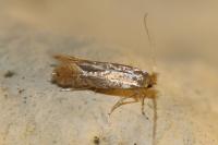 Phyllonorycter quercifoliella