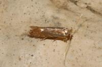 Phyllonorycter quercifoliella