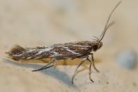 Pyroderces argyrogrammos