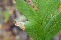 Phyllonorycter oxyacanthae