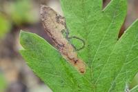Stigmella hybnerella