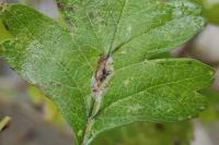 Phyllonorycter corylifoliella