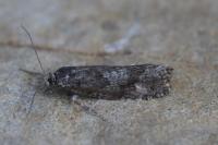 Zeiraphera griseana