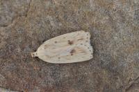 Agonopterix kaekeritziana
