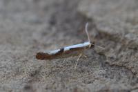 Argyresthia pruniella