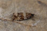 Celypha cespitana
