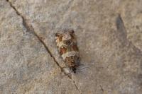 Celypha cespitana