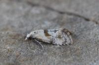 Cochylidia