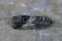 Cydia splendana