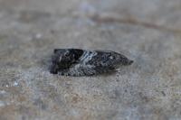 Cydia splendana