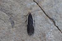 Nothris lemniscellus
