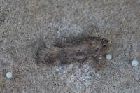 Scrobipalpa