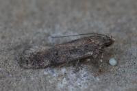 Scrobipalpa