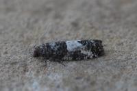 Spilonota laricana