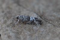 Spilonota laricana